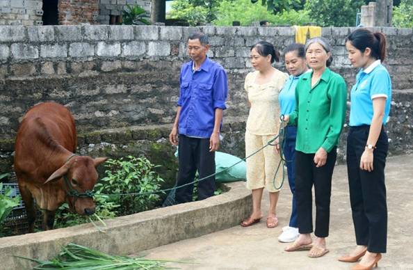 Trao bò giống sinh sản - hỗ trợ sinh kế cho hội viên đặc biệt khó khăn